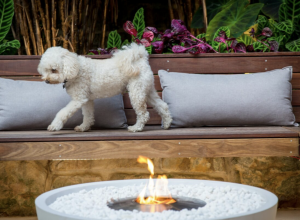 Bland 850 Ecosmart Fire Bowl